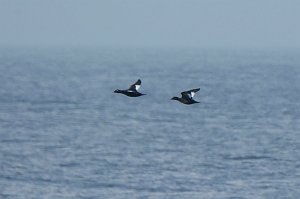 Duck, White-winged scoter, 2016-03175439 Halibut Point State Park, MA